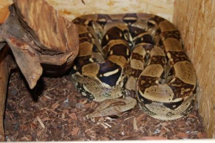 Zuchtpaar Boa Constrictor 100 het Albino