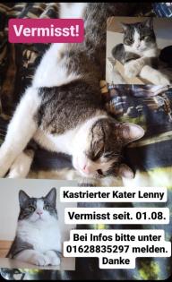 Vermisst kastrierter Kater Lenny