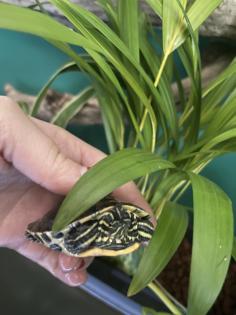 Karibische Schmuckschildkröte Wasserschildkröte