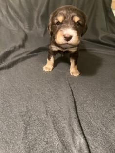 Beagle Cocker Spaniel Welpen