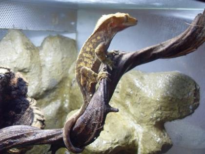 5. 0 R. ciliatus günstig abzugeben