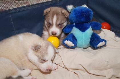 FCI Siberian Husky Welpen suchen ab dem 14. 12. 2021 ein liebevolles Zuhause