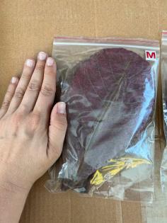 Seemandelbaumblätter Gr. S od, M 1 Paket 10Stk Aquarium Garnele