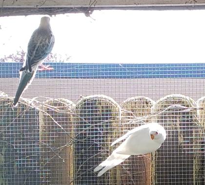 Opaline und Albino Singsittiche