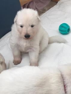 Berger Blanc Suisse langstock