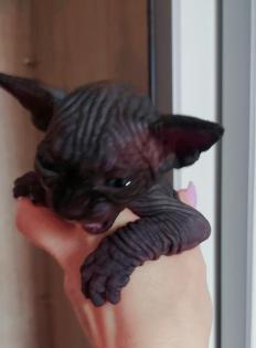 Sphynx Katzen Babys