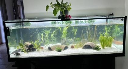 Axolotl - Aquarium komplett