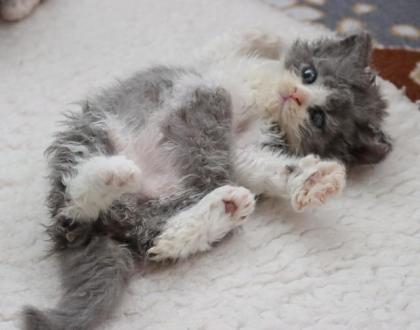 Bezaubernde Selkirk Rex Kitten