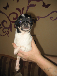 Kleiner Chihuahua Deckrüde
