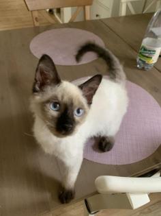 Siam Katzen Kitten, 2 Kater vollständig geimpft