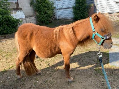 Shetty Shetlandpony Hengst