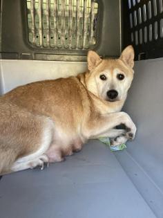Shina kommt mit Mensch und Hund gut aus