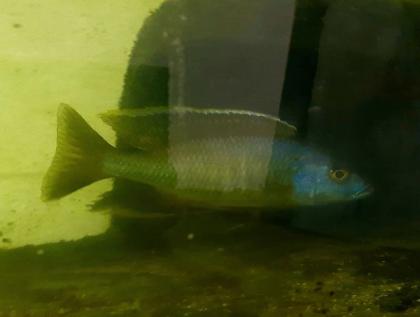 Aquariumbesatz Malawi Tanganjika Mittelamerika