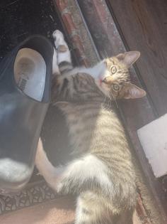 Mischlings Babykatzen suchen dringend ein zuhause