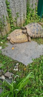 Thb Zuchtgruppe - 5 Weibchen und 1 Männchen