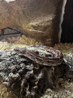 2 Kornnattern Braun/Grau Hellorange inkl. Terrarium