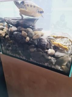 Wasserschildkröten mit Aquarium und Zubehör