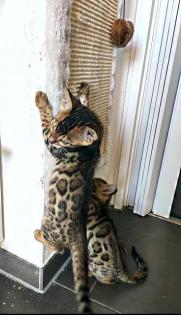 Bengalkitten 9. Woche