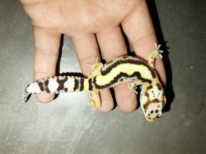 Leopardgecko Männchen