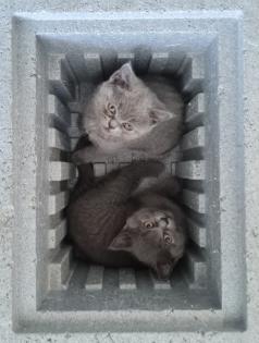 BKH Kitten suchen ein Zuhause