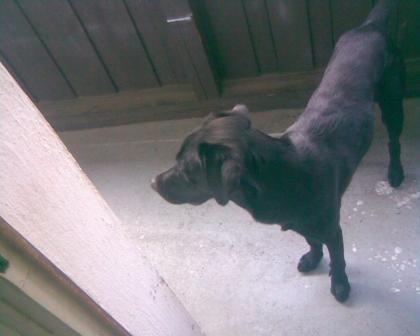 Labrador zu verkaufen