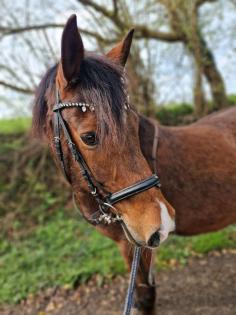 Reitbeteiligung gesucht