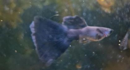 Guppy, Fächerschwanz. schwarz blau