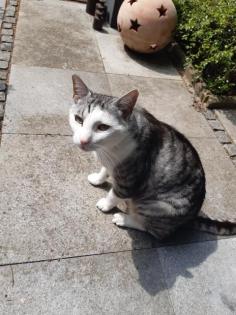 Liebevoller Kater Garry