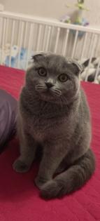 Bkh Scottish fold Katze