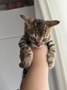 4 zuckersüße Bengal Kitten