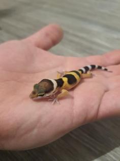 Nachzuchten Leopardgeckos
