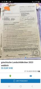 Griechische Landschildkröten Babys 2023 aus Hobbyzucht
