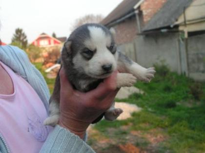 Husky-mix suchen ein neues zuhause