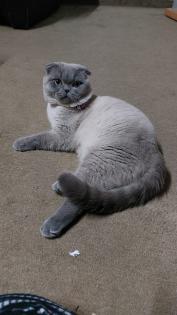 British kurzhaar/schottische faltohrkatze mischling
