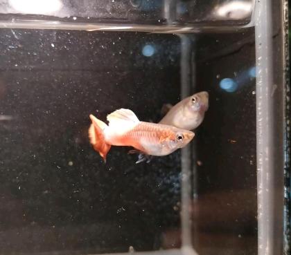 Guppy Pink Paradies