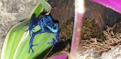 0. 0. 3 Dendrobates azureus