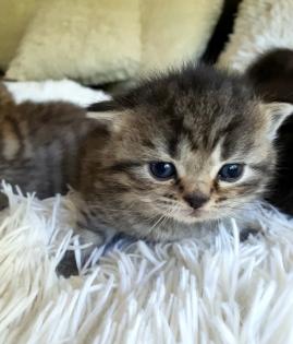 Süsse reinrassige Bkh Kitten