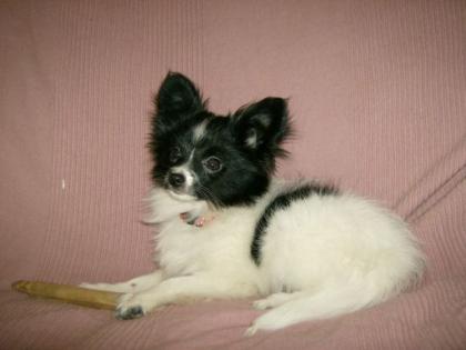 Zuckersüße Papillon Hündin