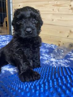 Schwarzer Terrier welpen zu Verkaufen