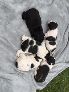 Französische Bulldoggen Welpen