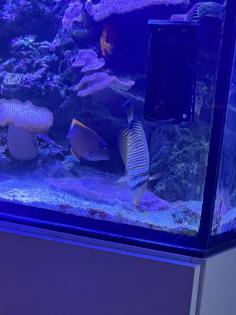 Meerwasser Aquarium