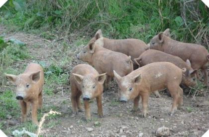 Mangalitza Ferkel rot