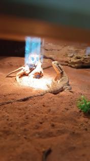 Terrarium mit Bartagame