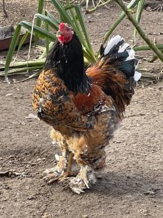 Bruteier Brahma gelockt und glatt