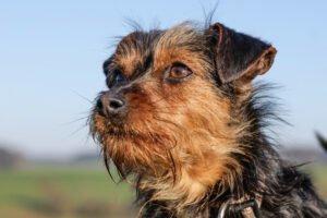 KALINKA - Yorki-Mix weiblich, 1 Jahr, 25 cm, 3. 1 kg, Gechipt, Kastriert