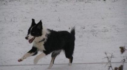Biete reinrassigen Border Collie Deckrüden O. Papiere