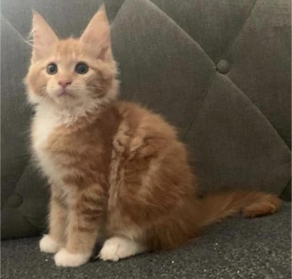 Wunderschöne reinrassige XXL Maine Coon Red Tabby Red White Tabby Katzen Kitten