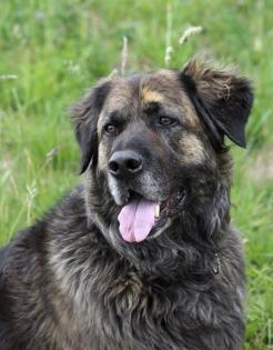 Schweren Herzens müssen wir uns von unserem 4-jährigen Golden Retriever/SH-Mis