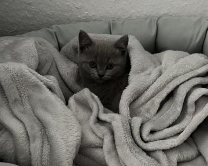 BKH Kitten Blue Katzenbaby grau