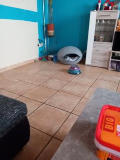 EKH Jungkatzen Ich suche ein liebevolles Zuhause für meine zwei super süßen, verschmusten Katzen